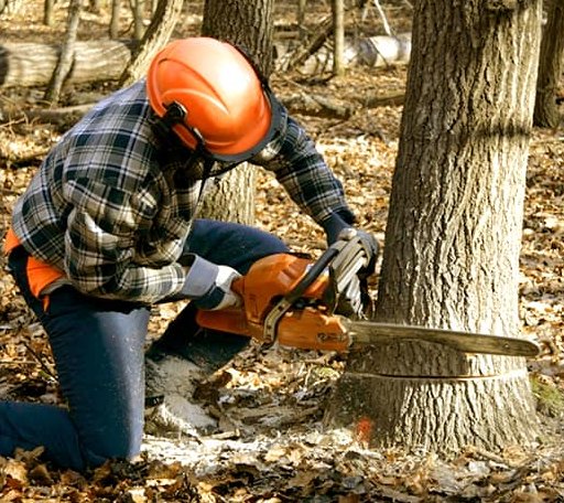 Tree Removal in Kerens, WV